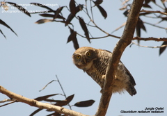 Glaucidium radiatum