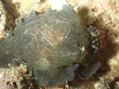 Dendrodoris temarana