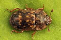 Soronia punctatissima