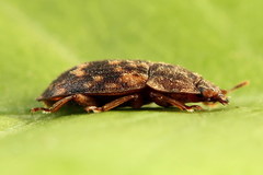 Soronia punctatissima