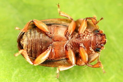 Soronia punctatissima