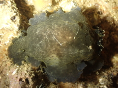 Dendrodoris temarana