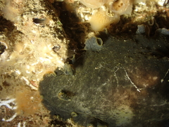 Dendrodoris temarana