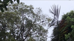 Trachypithecus obscurus