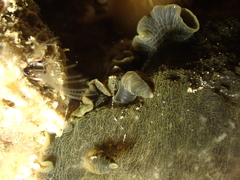 Dendrodoris temarana