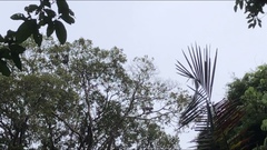 Trachypithecus obscurus