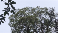 Trachypithecus obscurus