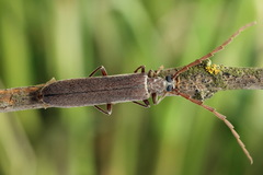Calopus serraticornis