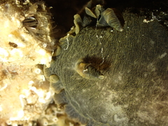 Dendrodoris temarana