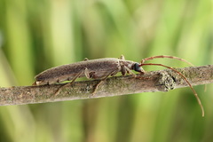Calopus serraticornis