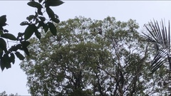 Trachypithecus obscurus