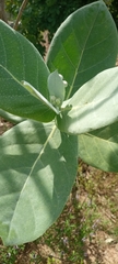 Calotropis procera image