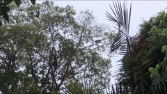 Trachypithecus obscurus