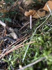 Inocybe lacera