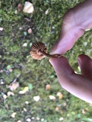 Inocybe lacera