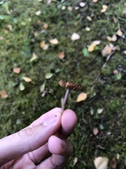 Inocybe lacera