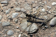 Orthetrum glaucum