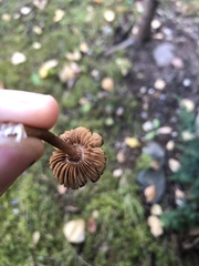Inocybe lacera