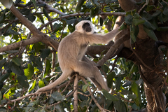 Semnopithecus schistaceus