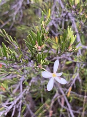 Ricinocarpos pinifolius