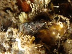 Tritia corniculum