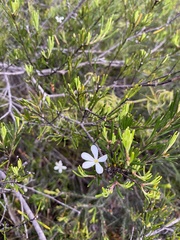 Ricinocarpos pinifolius