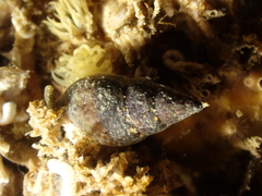 Tritia corniculum