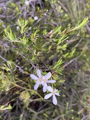 Ricinocarpos pinifolius