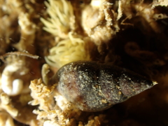 Tritia corniculum