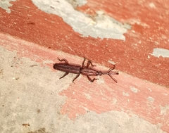 Trachelizini