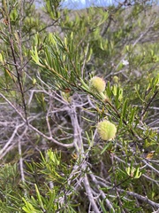 Ricinocarpos pinifolius