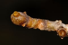 Gardenia resiniflua