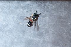 Paraleptomenes miniatus