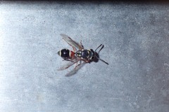 Paraleptomenes miniatus