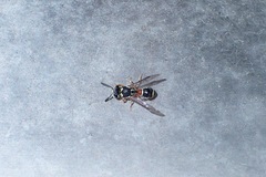 Paraleptomenes miniatus