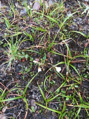 Montia bostockii