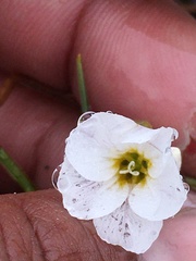 Montia bostockii