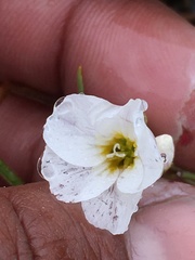 Montia bostockii