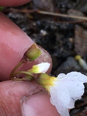 Montia bostockii