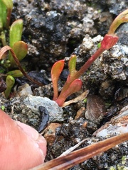 Montia bostockii