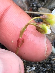 Montia bostockii