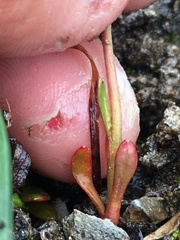 Montia bostockii