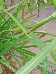 Coccinella transversalis