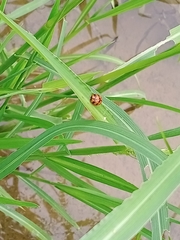 Coccinella transversalis