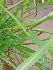 Coccinella transversalis