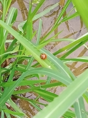 Coccinella transversalis