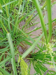 Coccinella transversalis