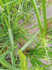 Coccinella transversalis