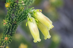 Erica brachialis