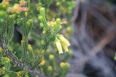 Erica brachialis